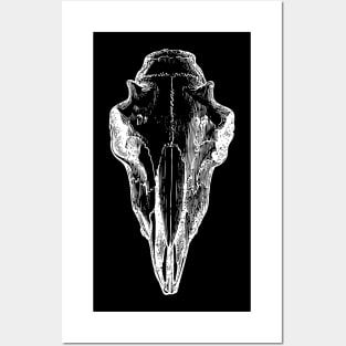 Cow Skull Posters and Art